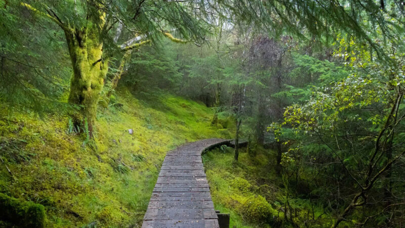 A wooden path through a brilliant green, verdant forest