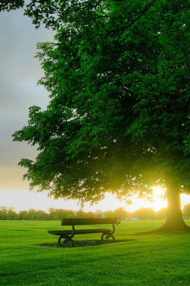 A bench under a huge old oak tree in a green pasture